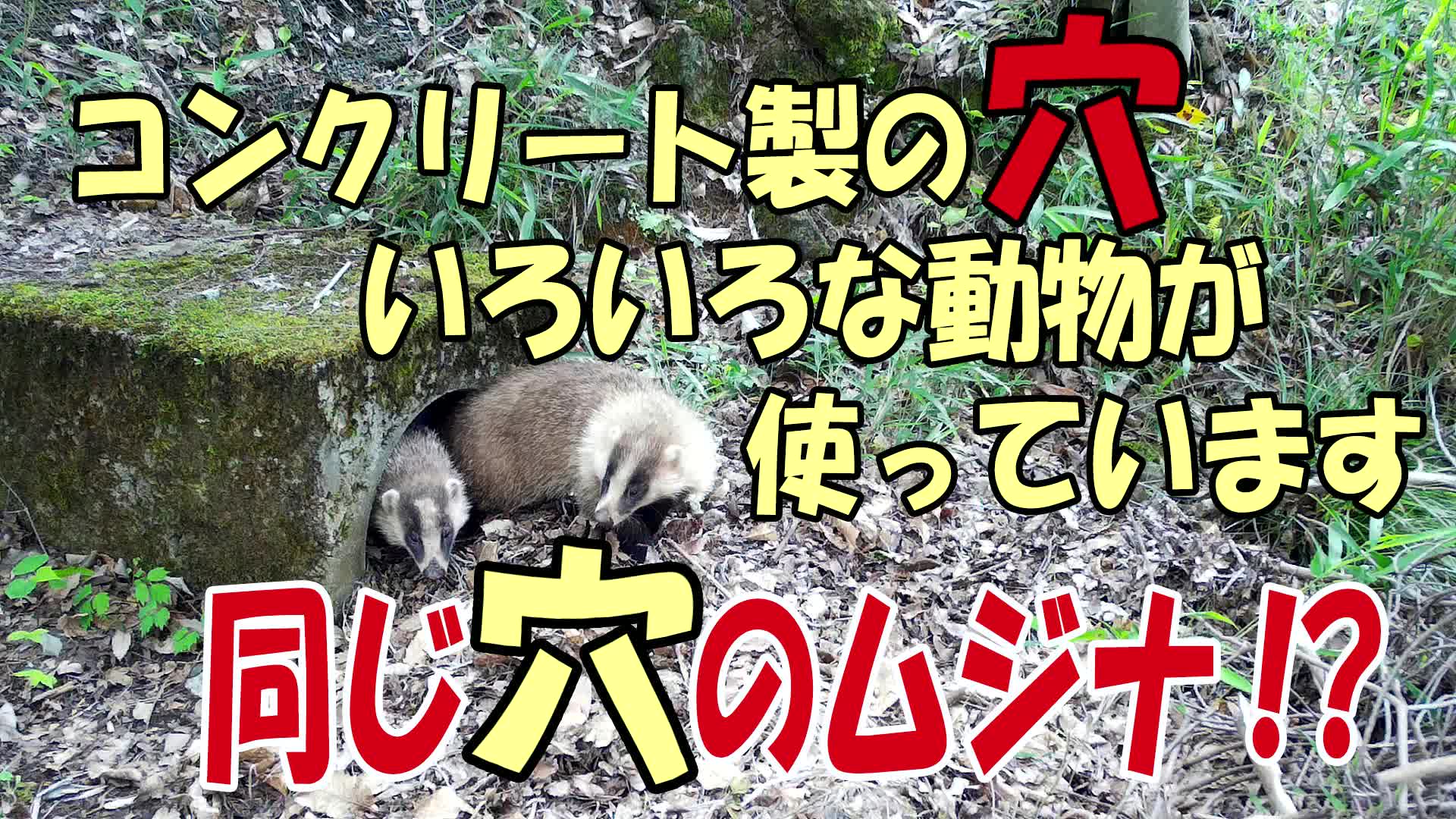 あれマツムシが鳴いている 童謡 虫の声 に登場するクツワムシを本館のエントランスで飼育しています 歌の 中では ガチャガチャガチャガチャ クツワムシ とかわいらしく歌われますが 実際の声は飛び上がるほど大きな声です 夜な夜なくり広げられる