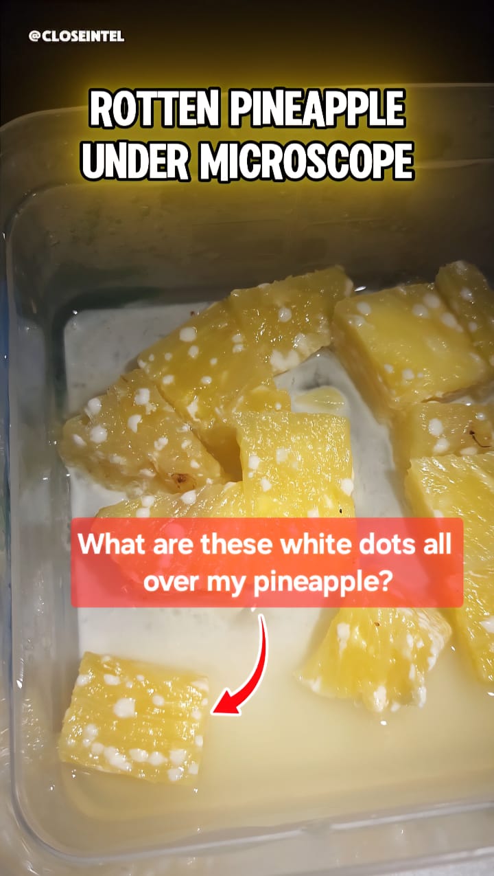 Rotten Pineapple Chunks Under Microscope 🍍🔬 | Closeintel | Facebook