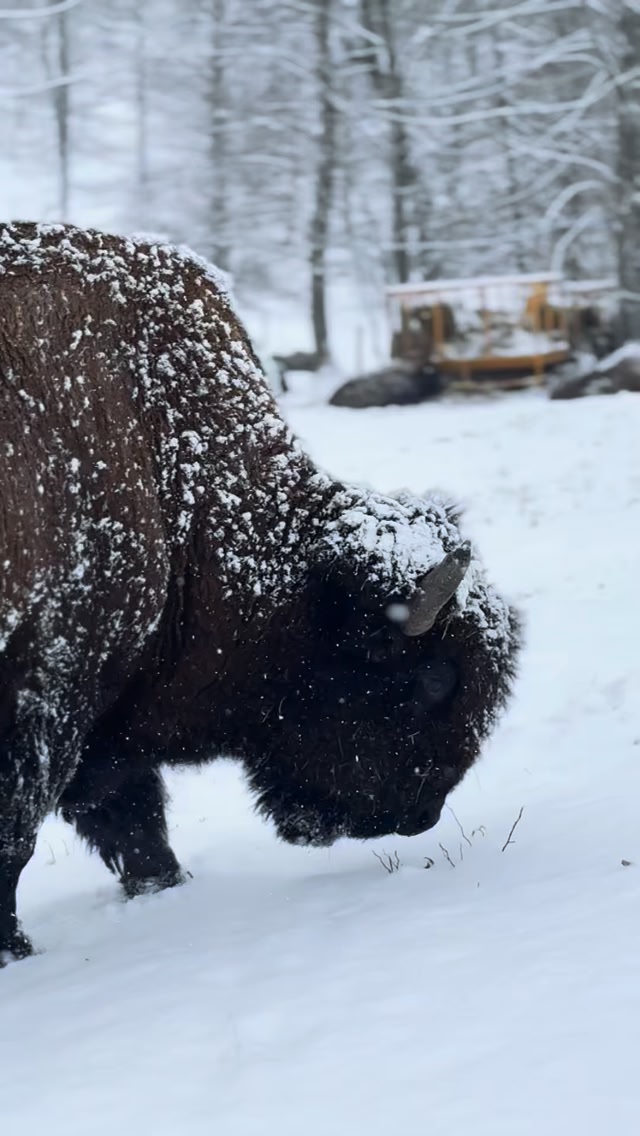 When the snowstorm swept through Cleveland, SC, our bison at Big Balls ...