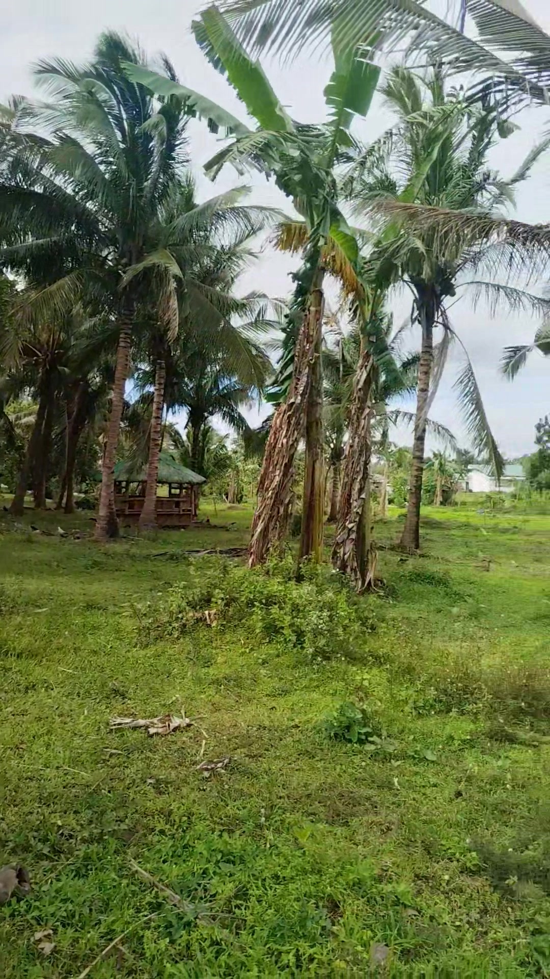 San Bartolome Residential Farm 🏡 Mini Farm Lot With Fruit Bearing Trees ...