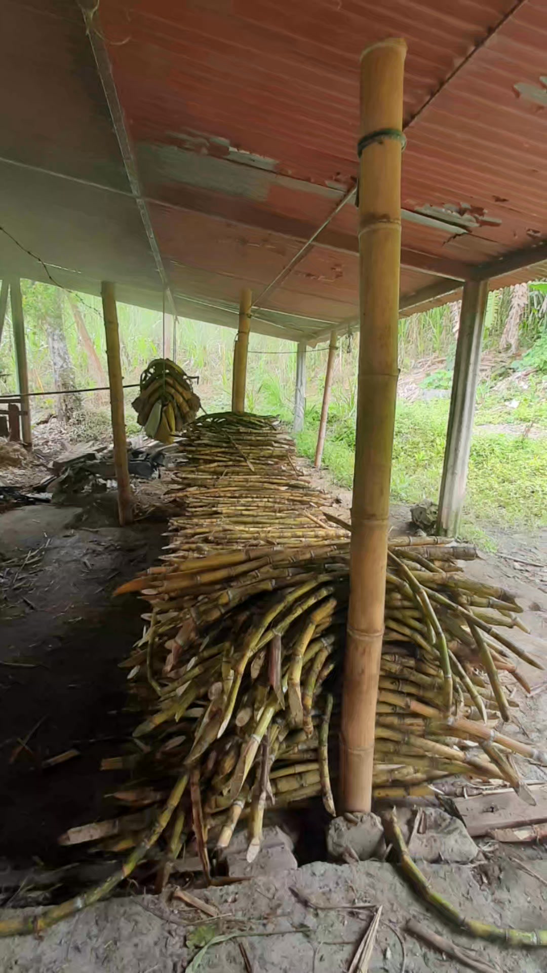 SE VENDE FINCA CAFETERA EN PÁCORA, DEPARTAMENTO DE CALDAS A 30 minutos ...