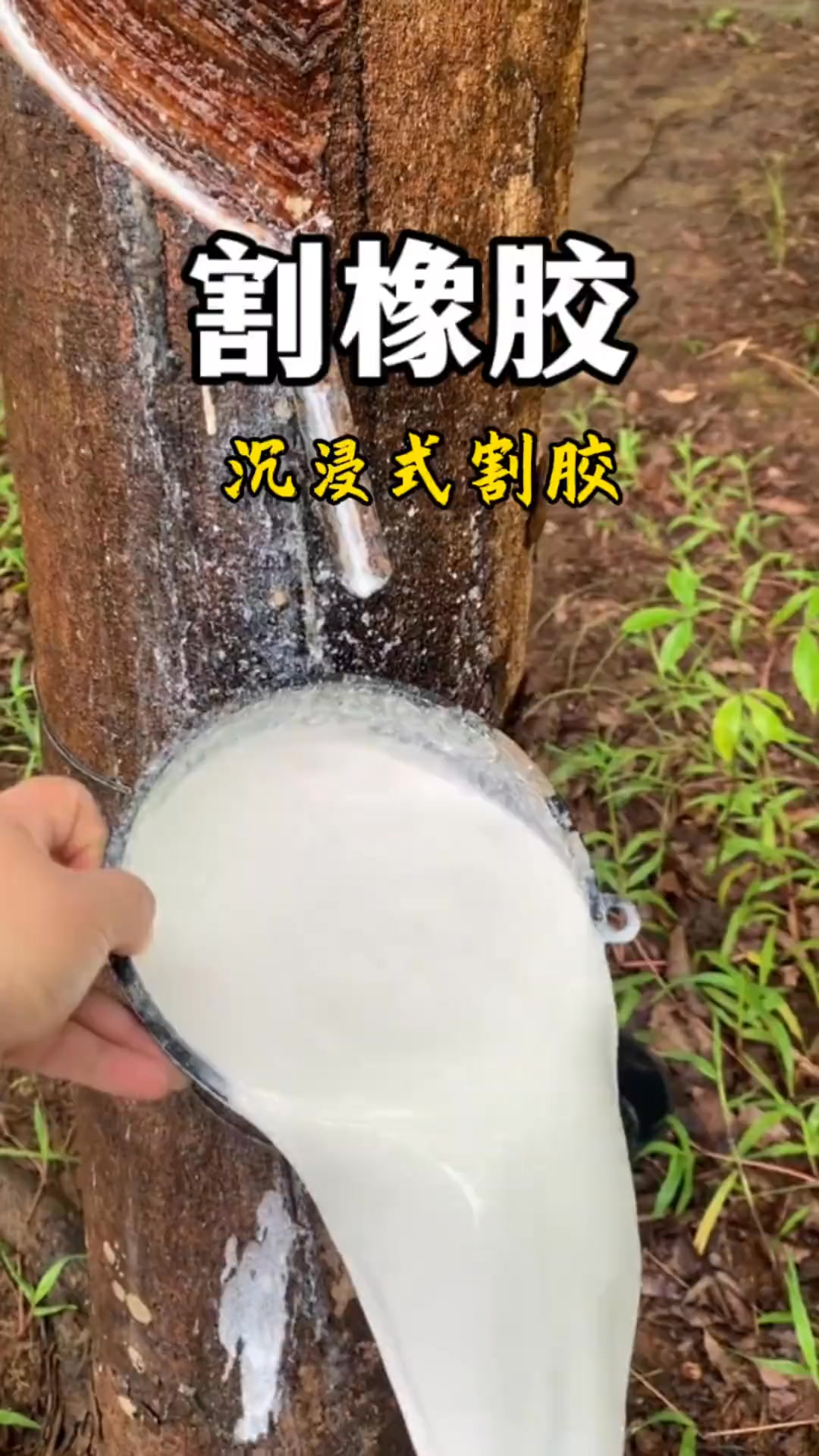 看看【阿芋科点儿普的作品】来一起沉浸式割橡胶。# 植物科普 # 橡胶树割胶 ... | 冷暖自知-家常菜 | Facebook