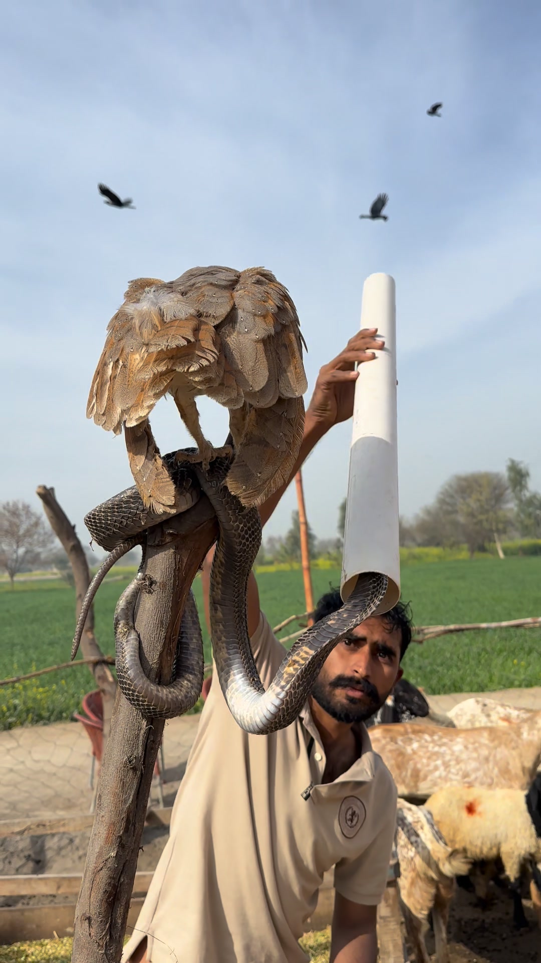 Snake rescuers on Reels | Facebook