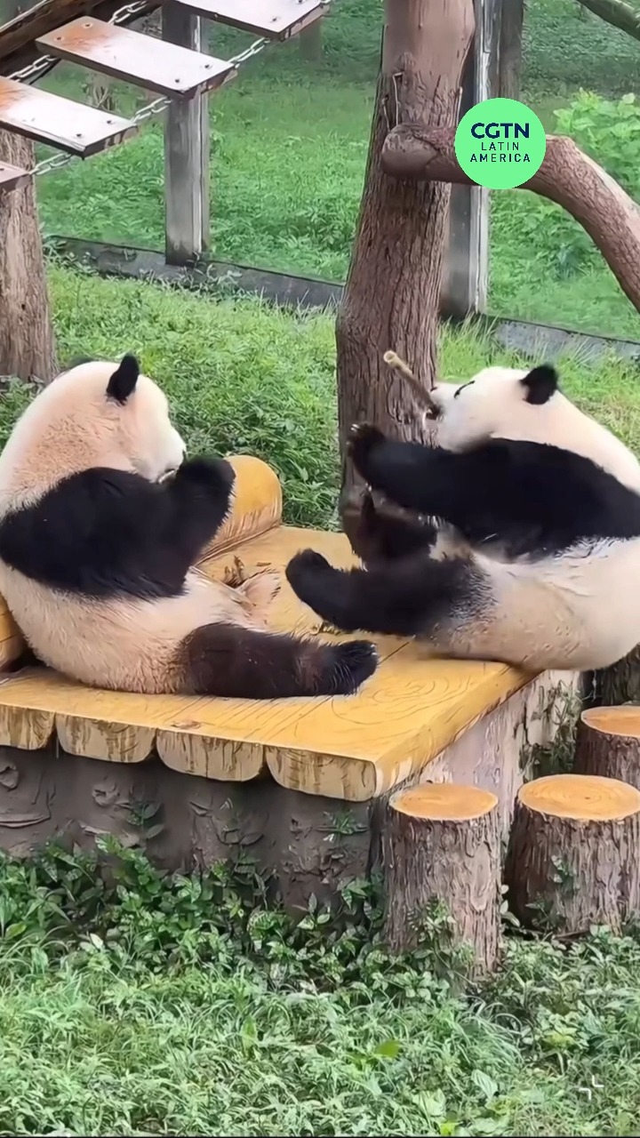Feeling overwhelmed? Take a mandatory 🐼panda break. Trust me, it works ...