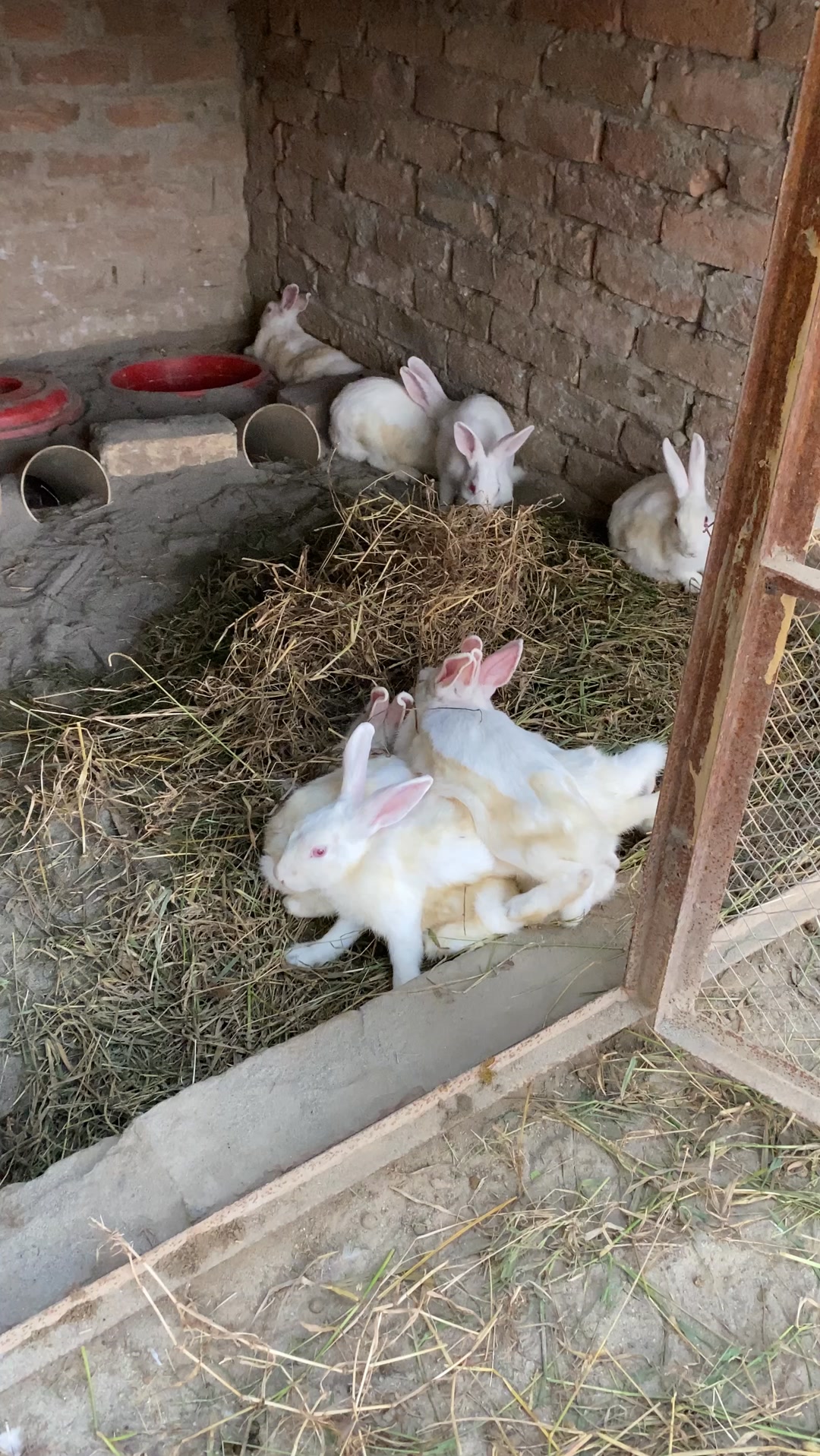 So many rabbits sitting in one place #rabbitfarming #minizoo # ...