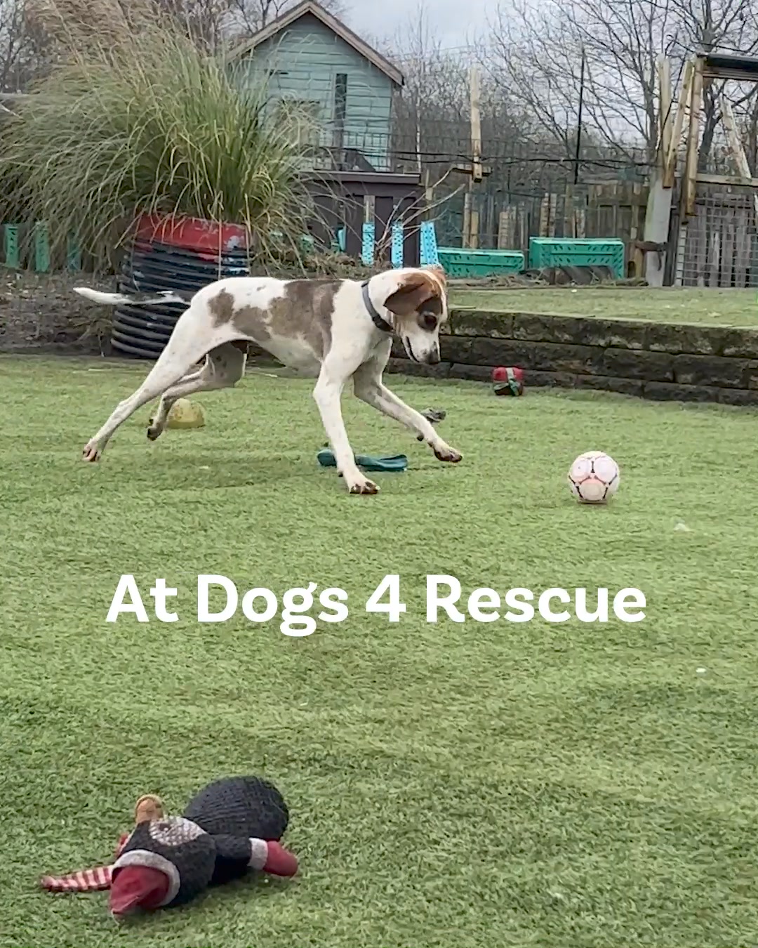 Imagine a world where rescue dogs are never scared and alone, never ...