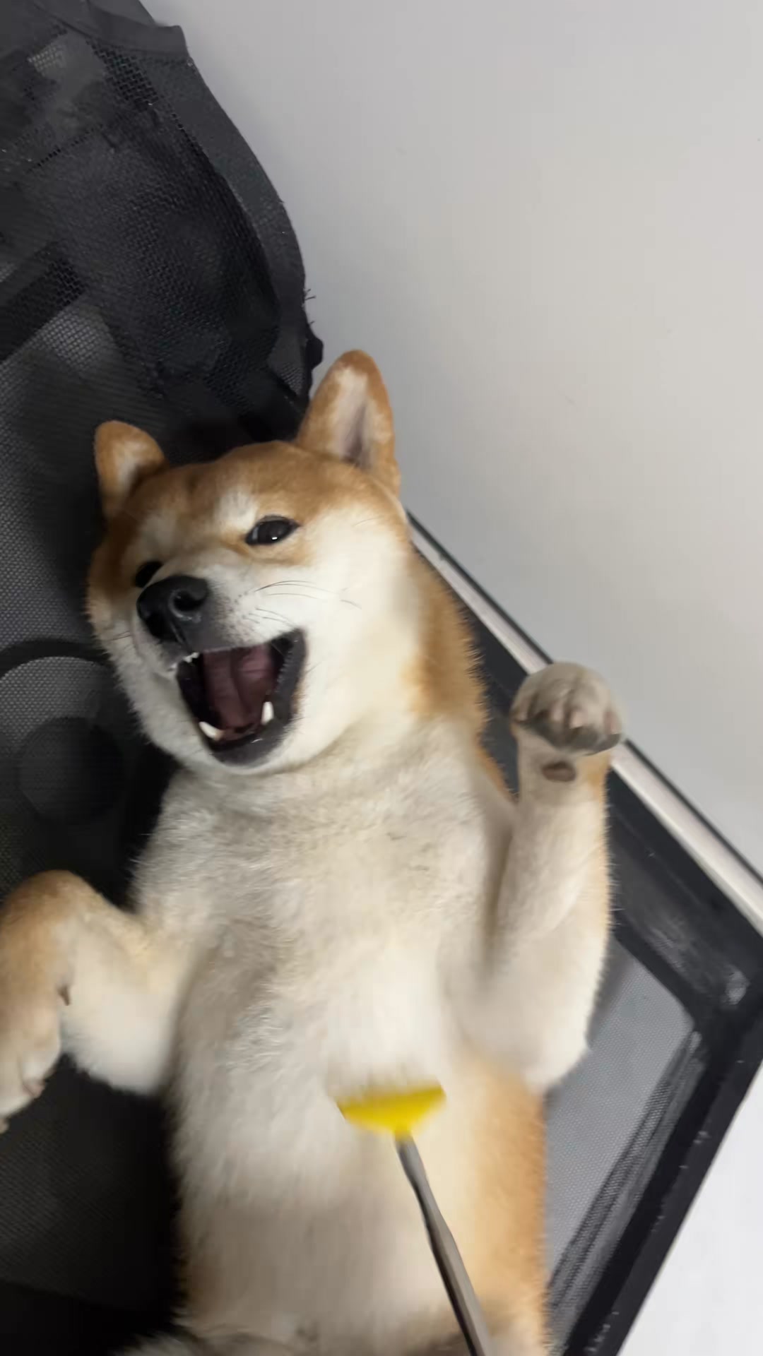 给这家伙满意的都要睡着咯 #狗狗狗狗狗狗 #微笑柴犬 #柴犬 | 柴柴小八嘎 | Facebook