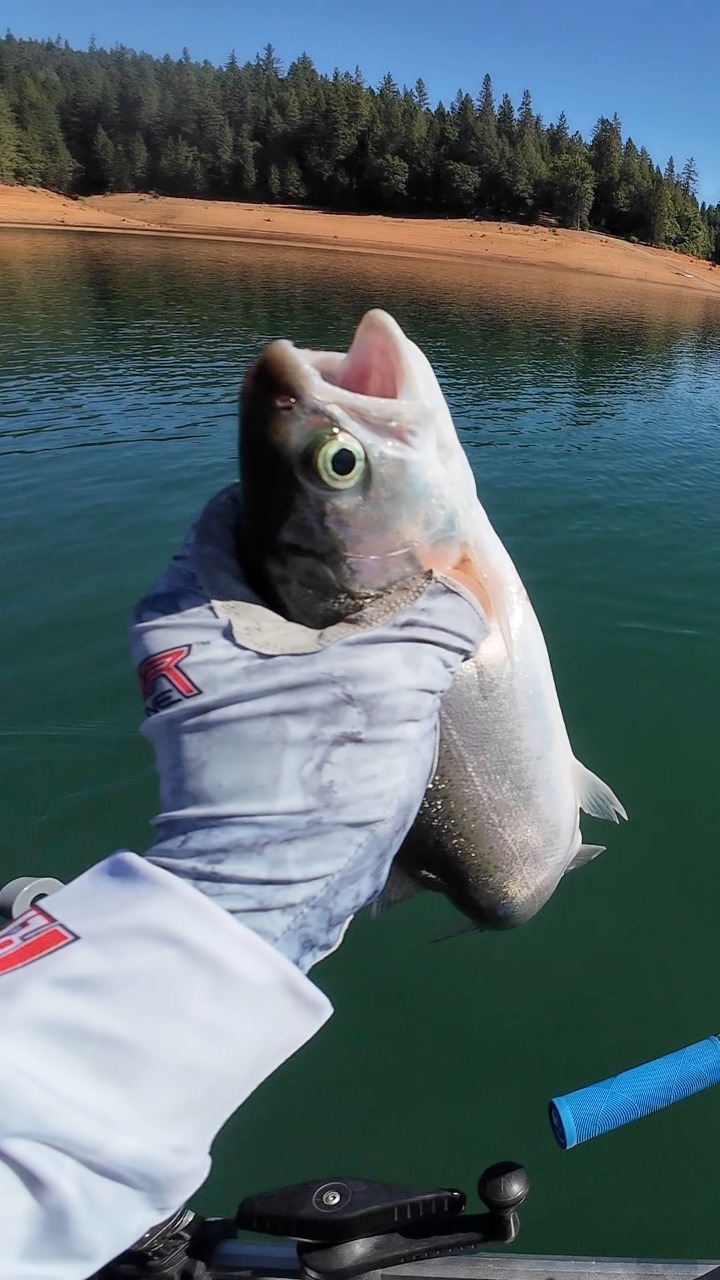 Interesting catch during the tournament. #bassfishing #plinefishing # ...
