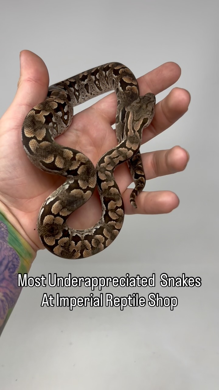 In the world of Reptiles we LOVE our staple snakes like our Ball ...