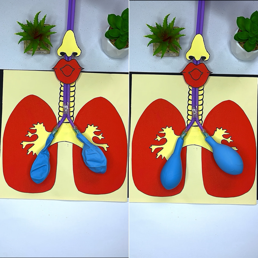 Make a paper rib cage with your child | crafts for kids | Facebook