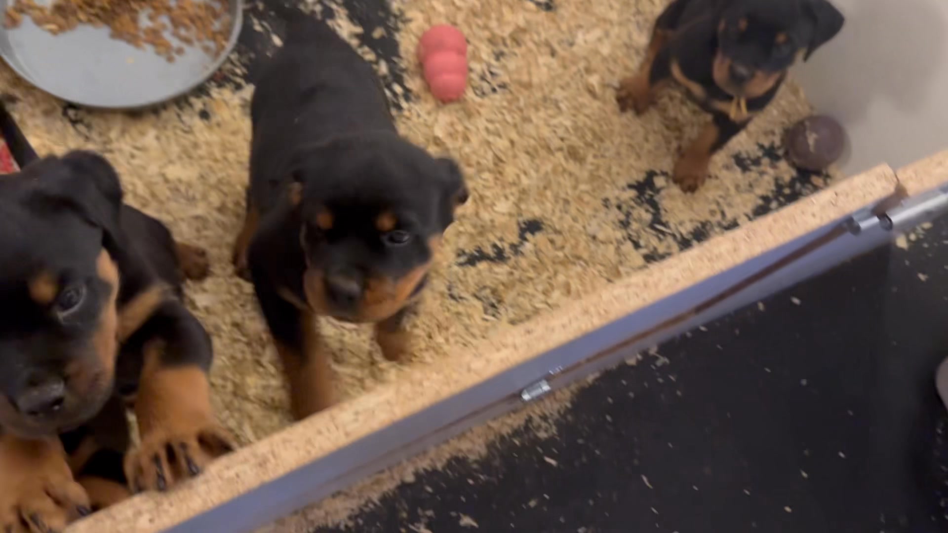 Brickman Rottweilers Westfield, MA | Westfield MA