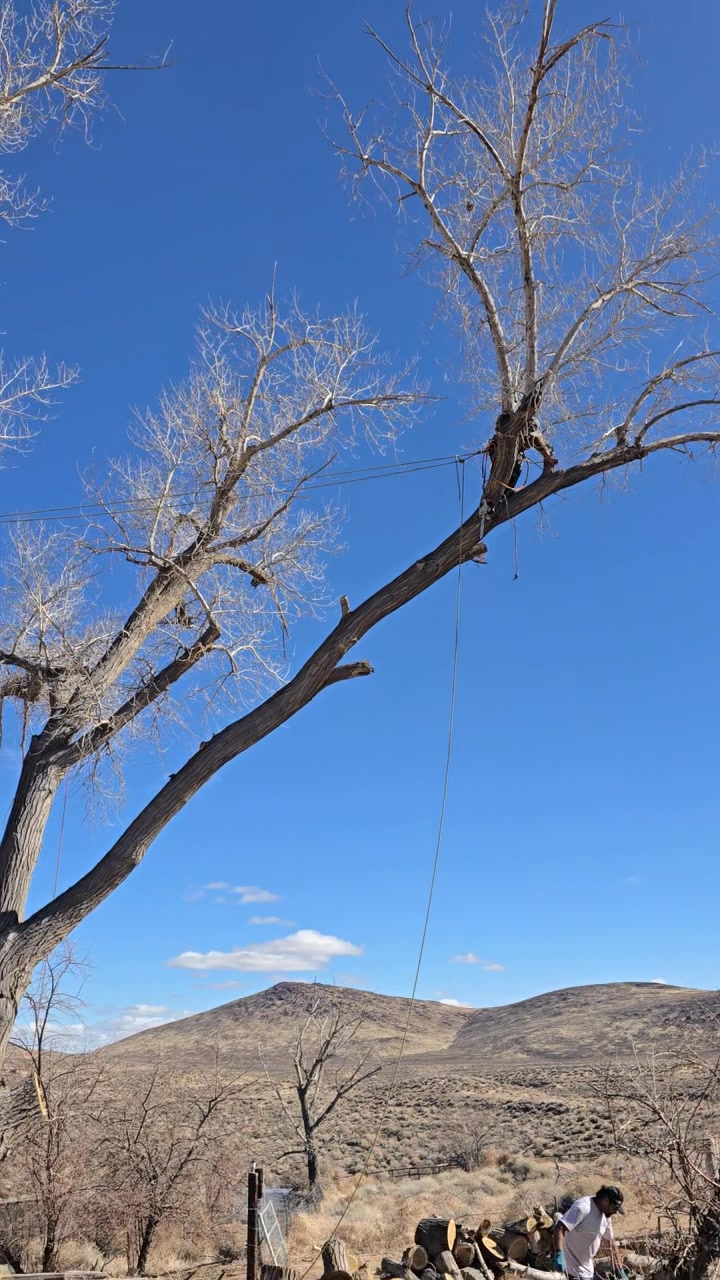 Dayton Valley Tree Service | Dayton NV