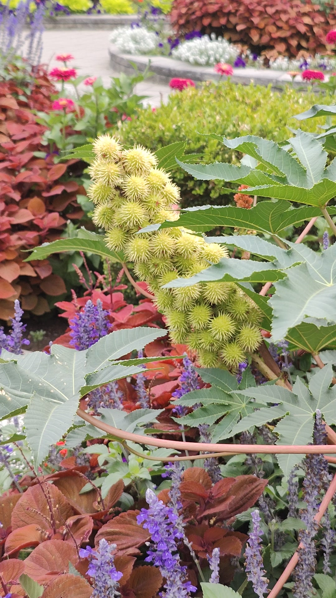 some kinds of flowers in toronto canada aug 20/2025 #flower #flowers # ...