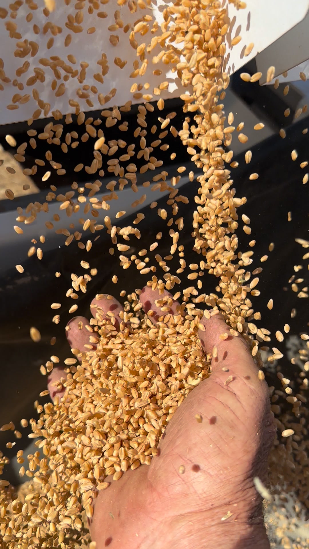 Wheat grading, heaviest grain falls first, keep the heaviest it will ...