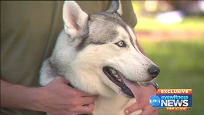 MEET OUR HERO! Gorgeous Simba the... - RSPCA South Australia | Facebook