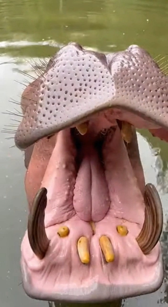 Wild footage has captured the heart-stopping moment a boat