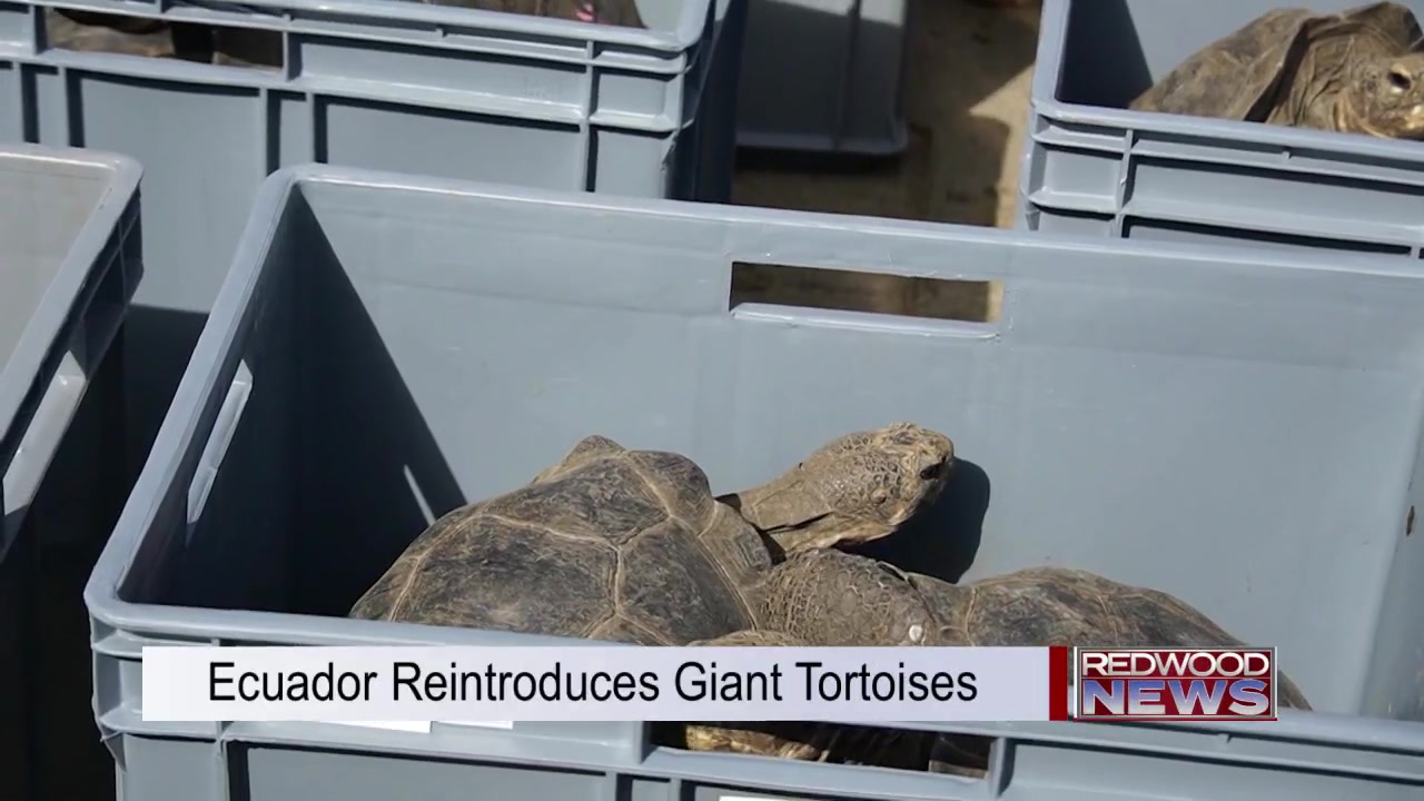 Ecuador has reintroduced over 150 giant tortoises to an island where ...