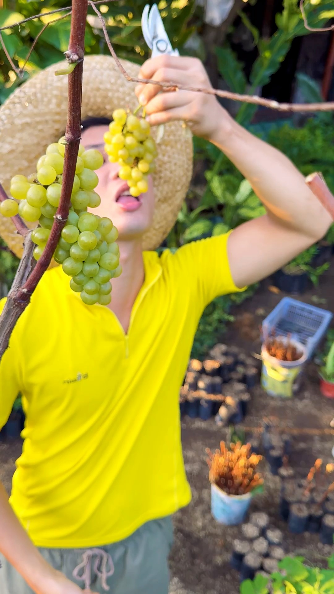 Grapes growing tips 🍇🍇 Happy Gardening po! 🌱 #fypシ゚ #grapes # ...