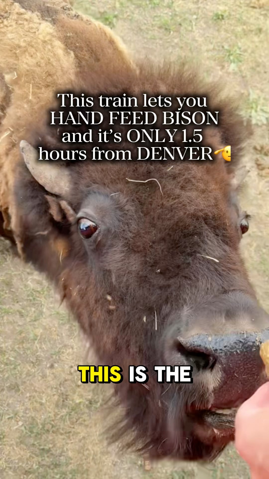 ALL ABOARD the Bison Train! 🦬🚂 Terry Bison Ranch is the ONLY place you ...