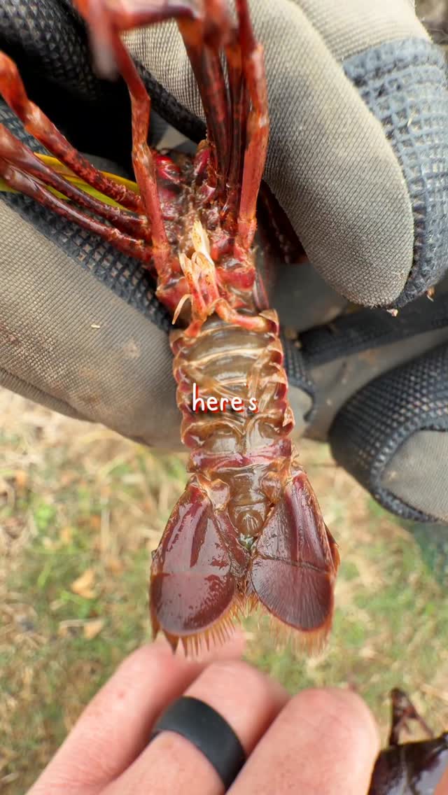 🦞 The dark color does not mean that a crawfish is bad to eat. This only ...