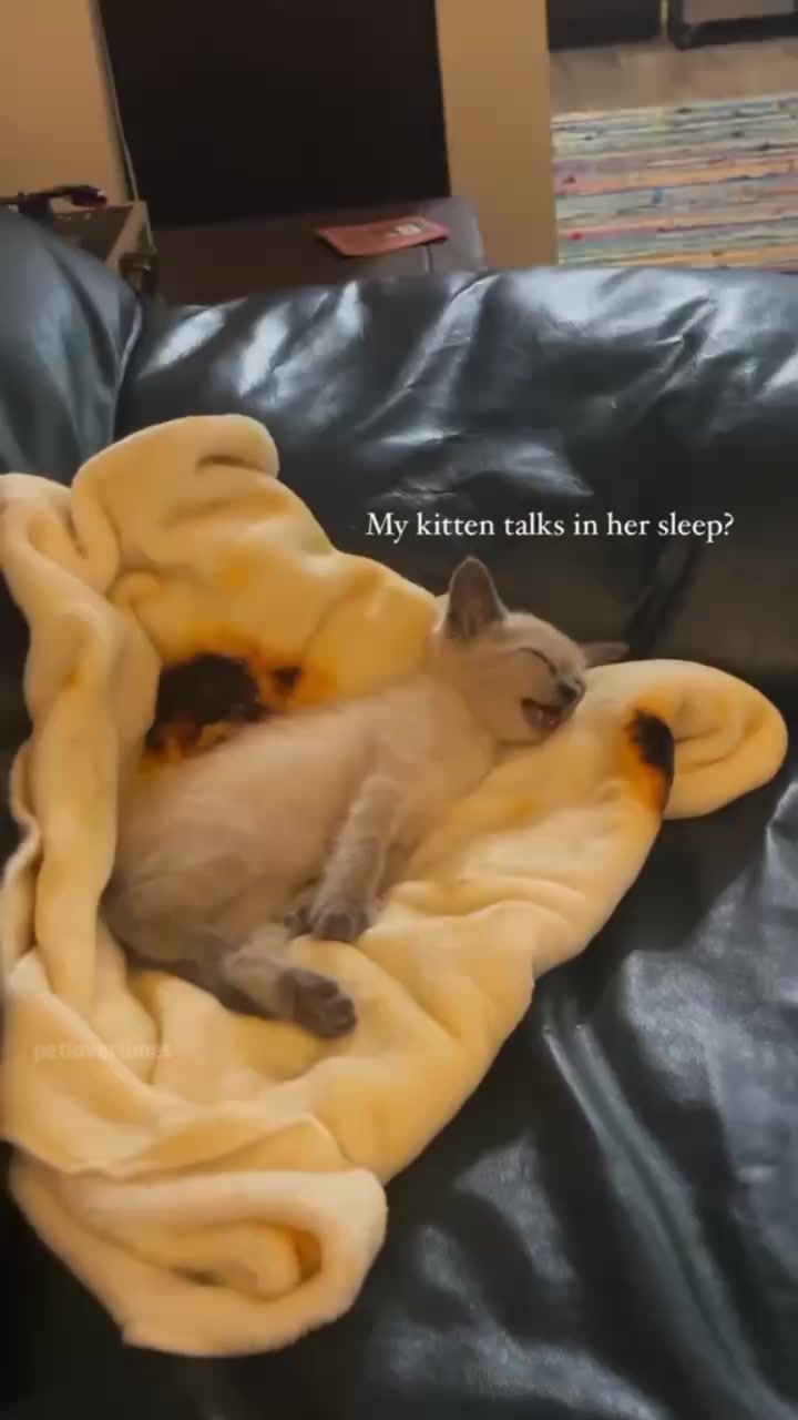 Is he dreaming?😸🐈 #cat #funny #pets #viralshorts | Rainyza Bel | Facebook