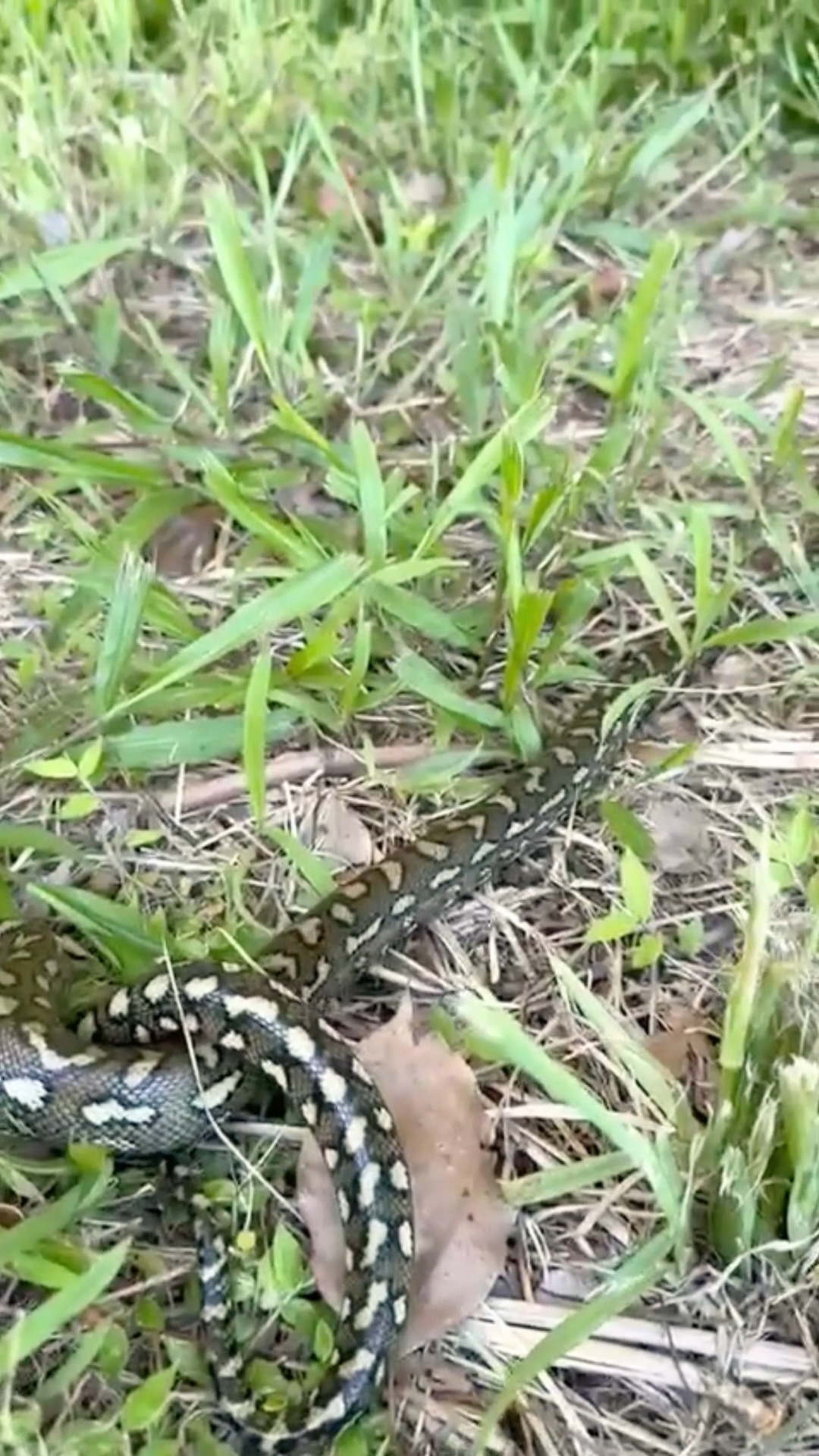 🐍 Remember our carpet python who became stuck on a sticky trap? Here he ...