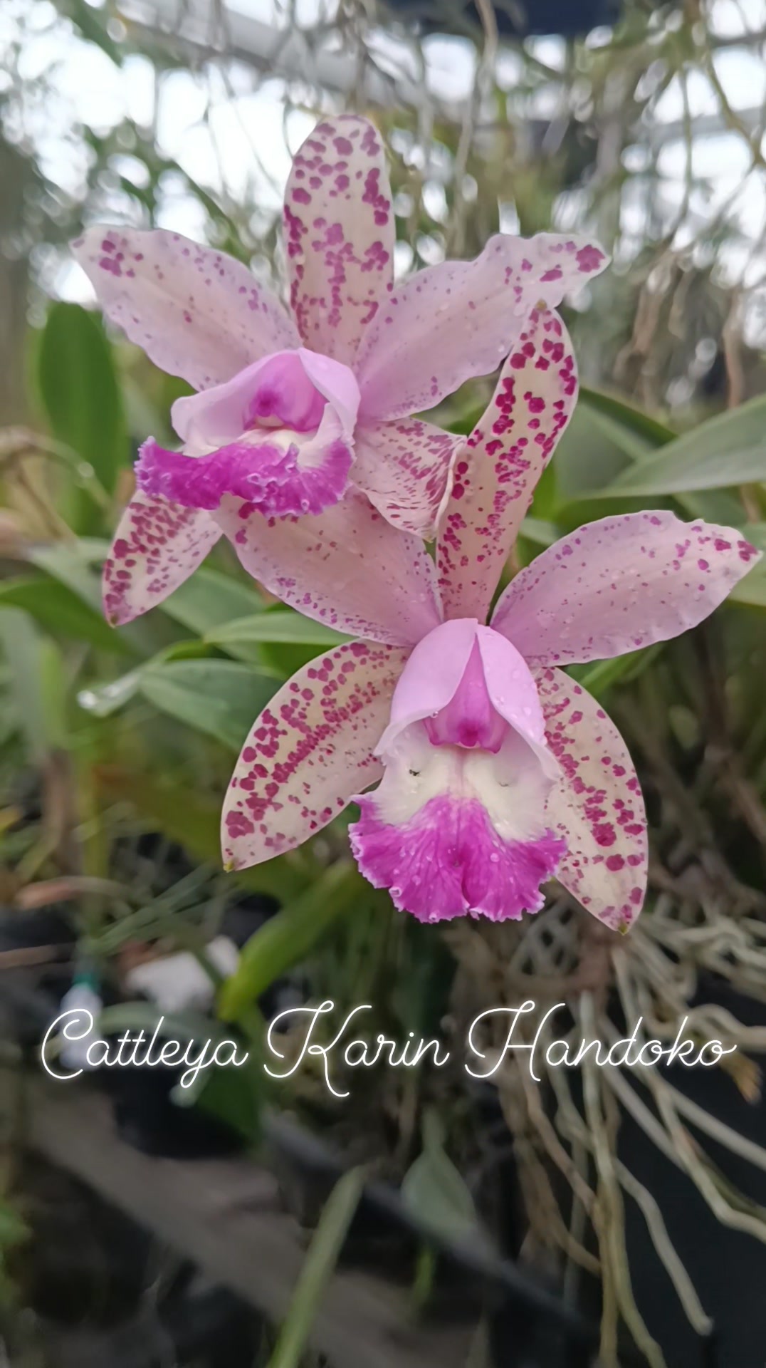 10/30/2024 Cattleya Tzeng-Wen Melody 'Ahmad Wijaya' Register with