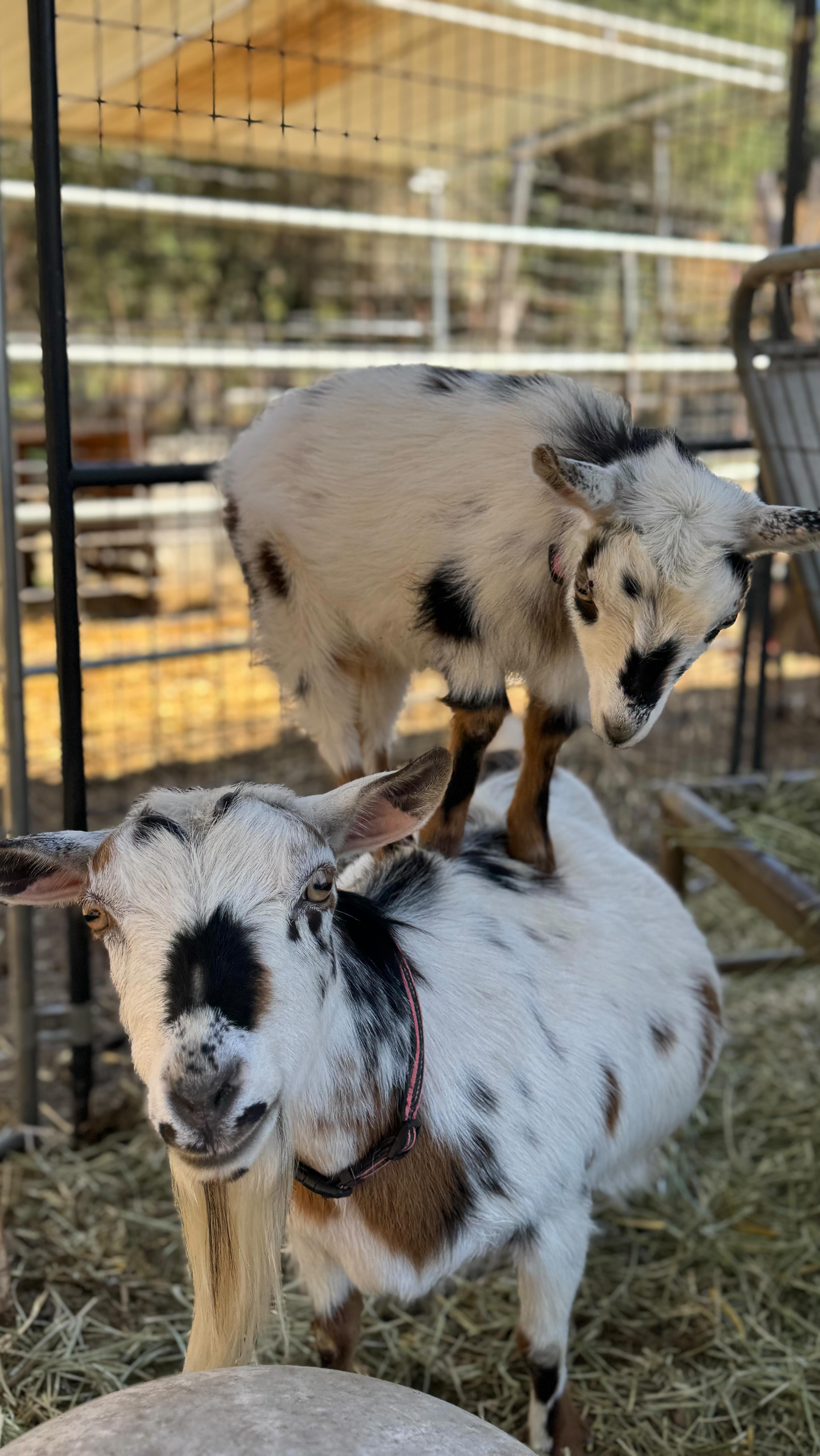 Benefits of being an extra small Nigerian dwarf goat; you get to act ...