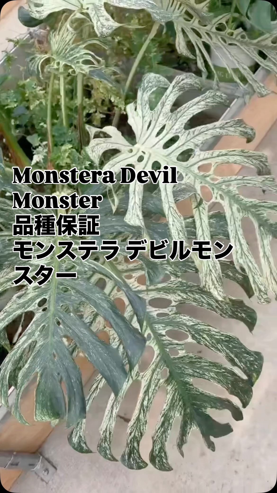 LS花園 Monstera Devil Monster 品種保証 【希少 コレクション