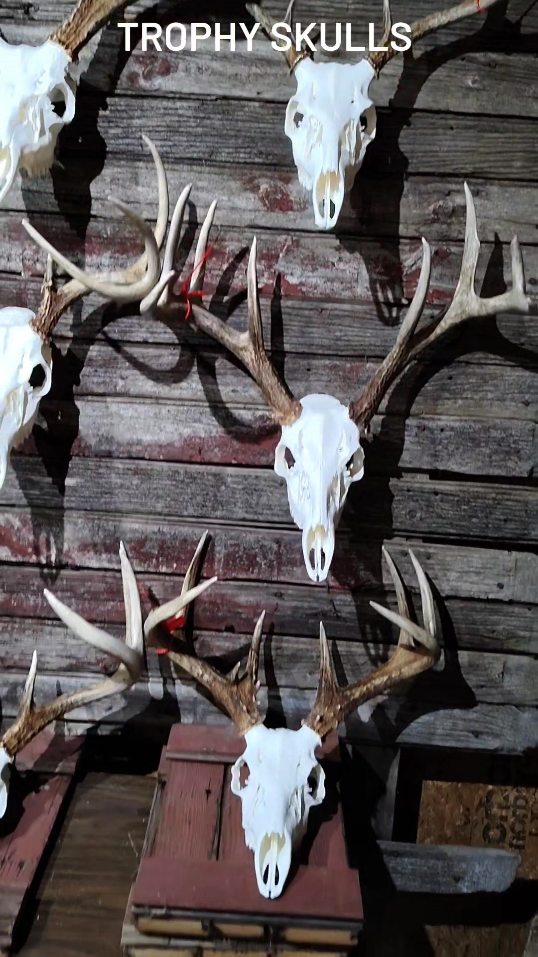 Trophy Skulls (@61553517095163) - Mentions | Facebook