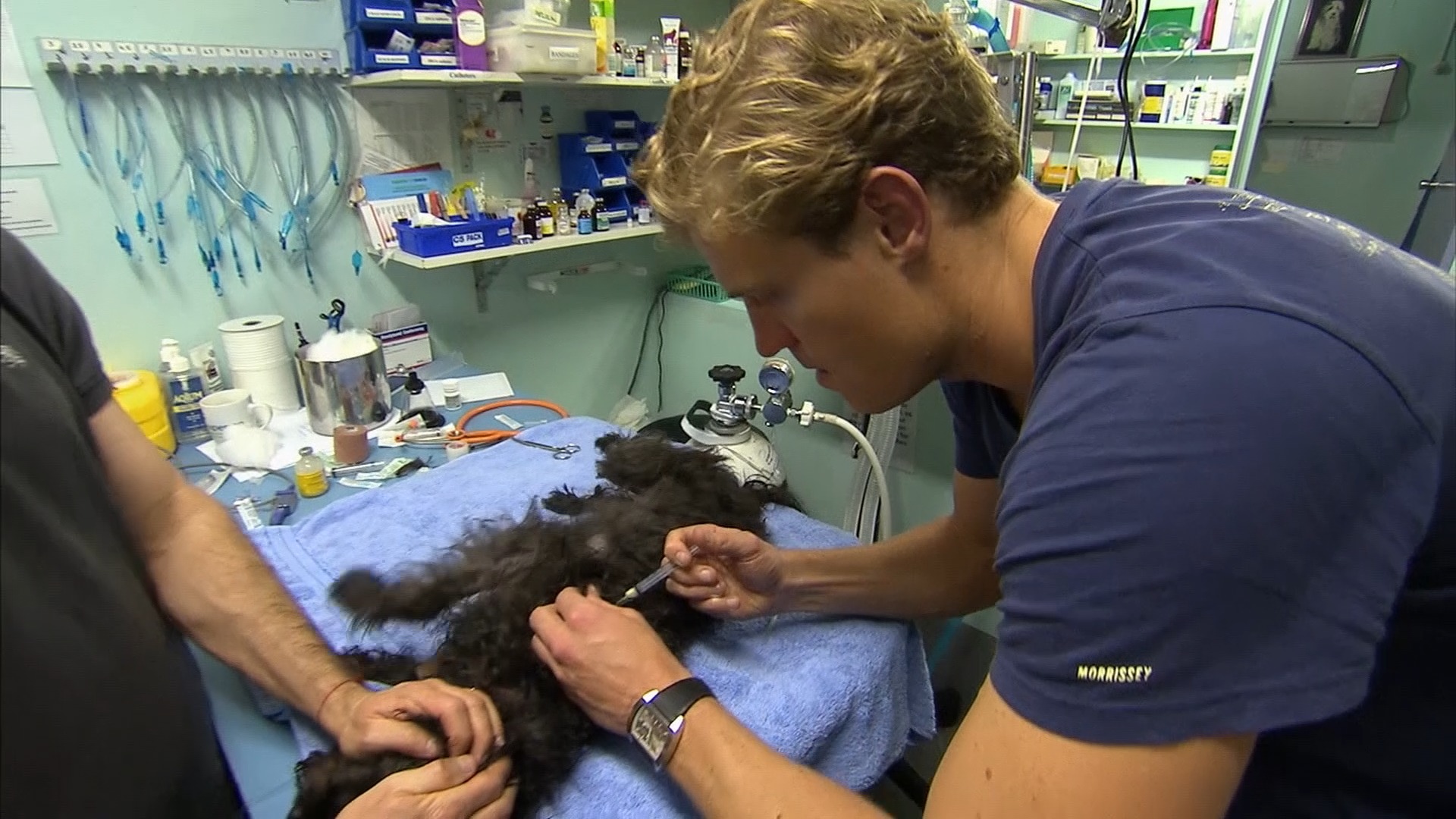 Dr Chris teams up with Bondi Rescue to help little lost bunny 🐰 | Bondi ...