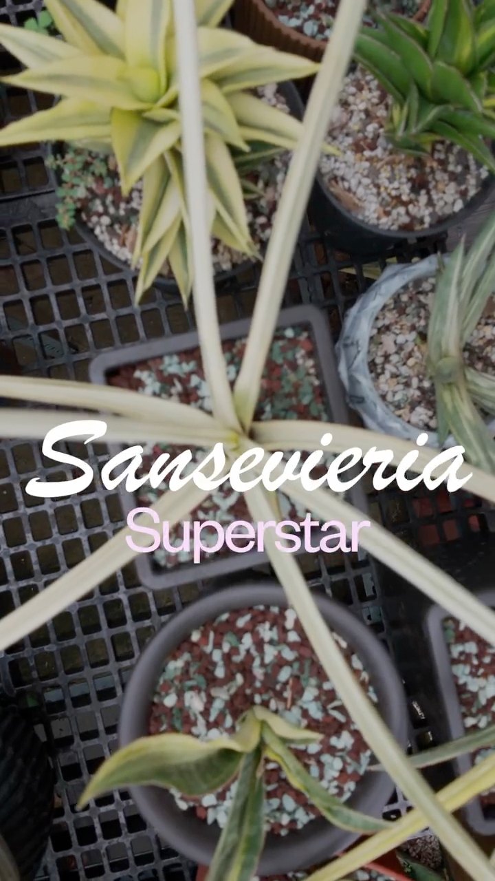 超特大　Sansevieria caulescens ”Super Star” Sansevieria caulescens 'Superstar' | Make It Make Sanse