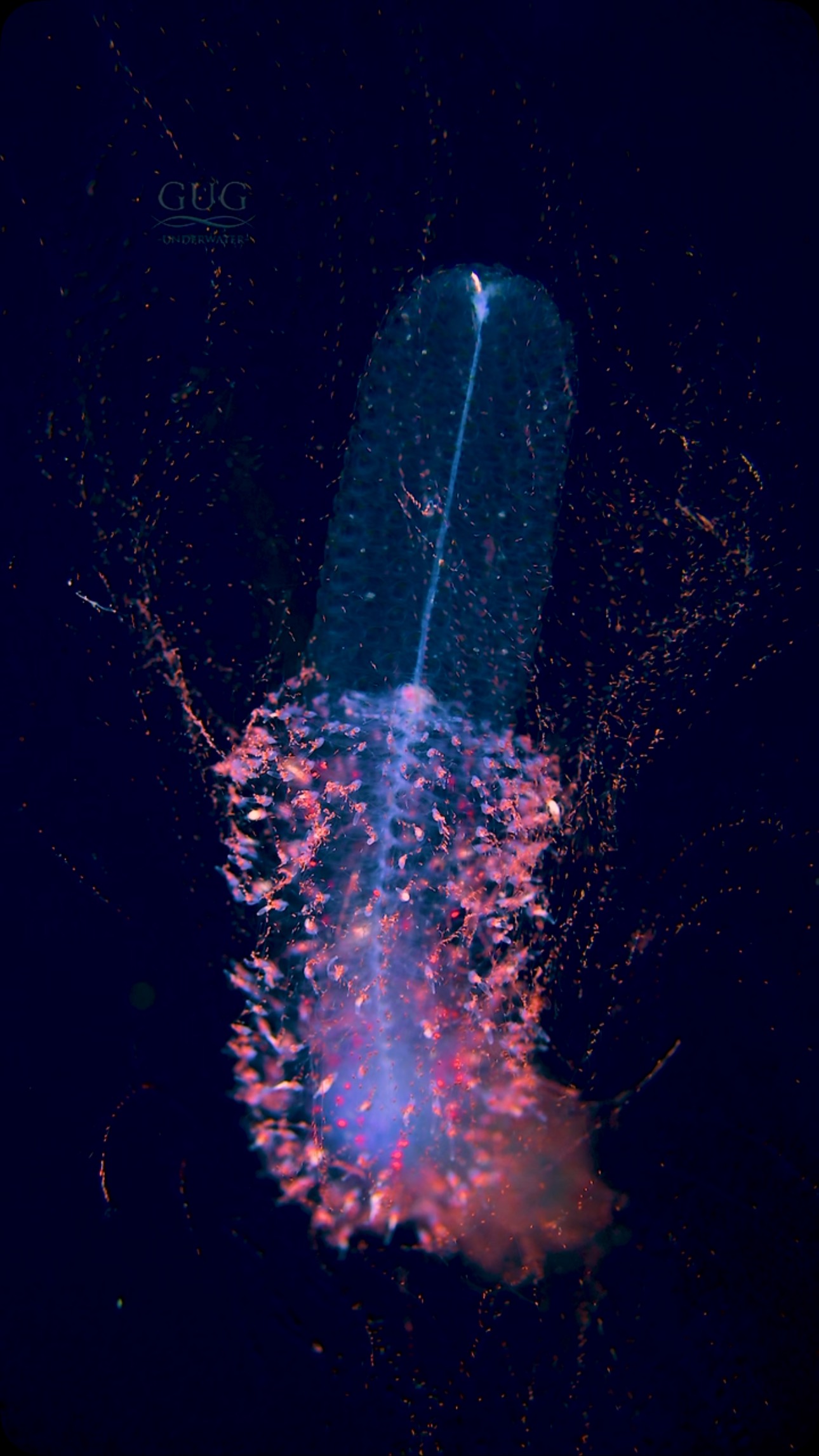 Death net Not much escapes from the sticky, stinging tentacles of a ...