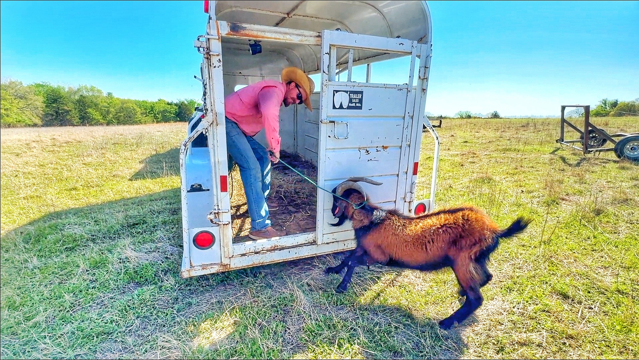 How To Make Your Most Profit From Raising Goats! Goat rodeo time! We ...