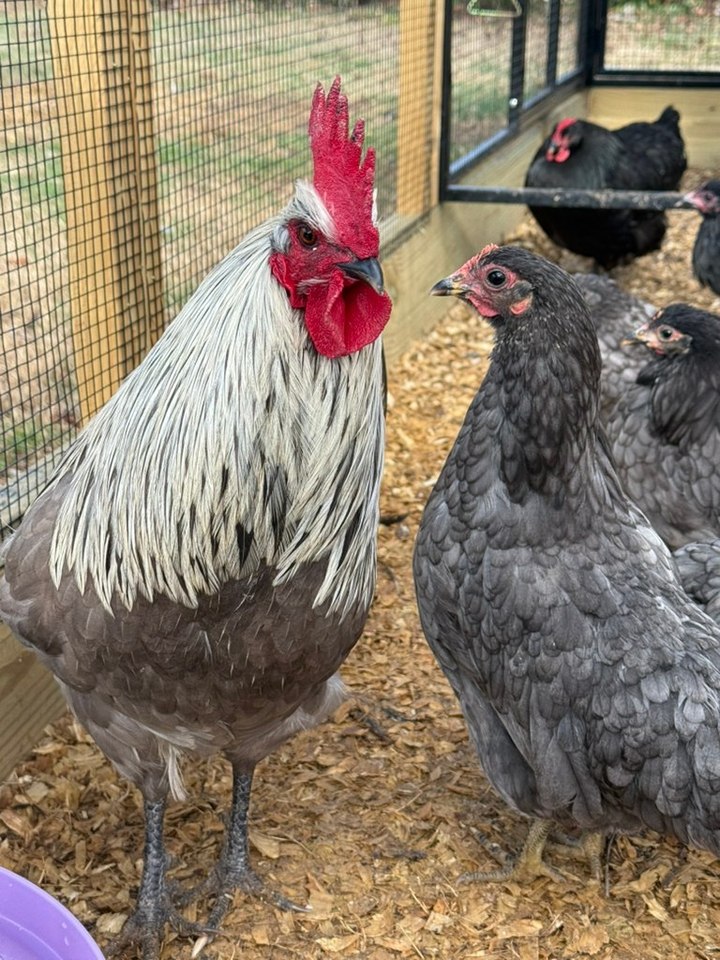 We are happy to announce that our Silverudd Blue flock is now 100% ...