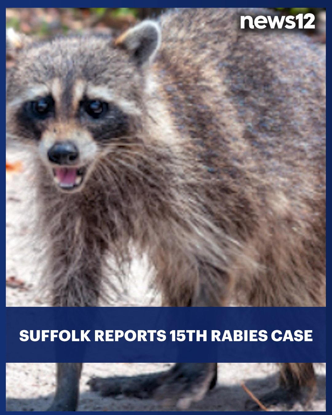 RABIES WARNING: Suffolk County confirms its 15th case this year as ...