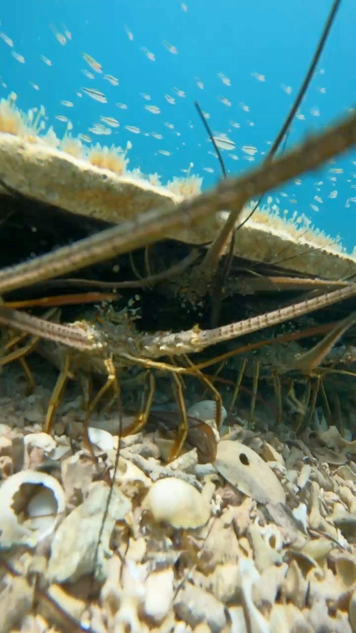 Sombra llena de langostas! 🦞 | Eliam Fishing Mx | Facebook