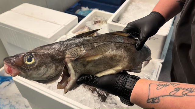 Heute zeigen wir euch mal wieder unsere frisch eingetroffene Ware! 🐟 ...