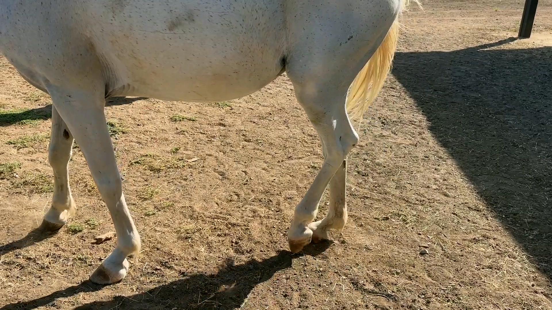 DSLD (Degenerative Suspensory Ligament Desmitis) is a chronic ...