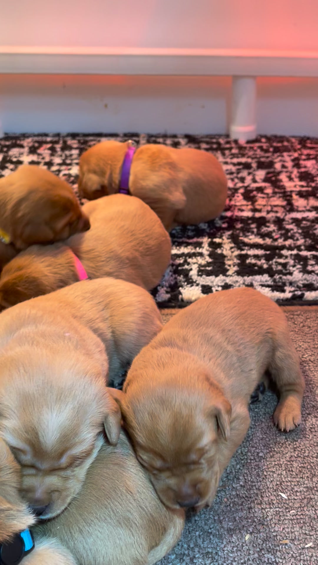 Starkson's Yellow Labs