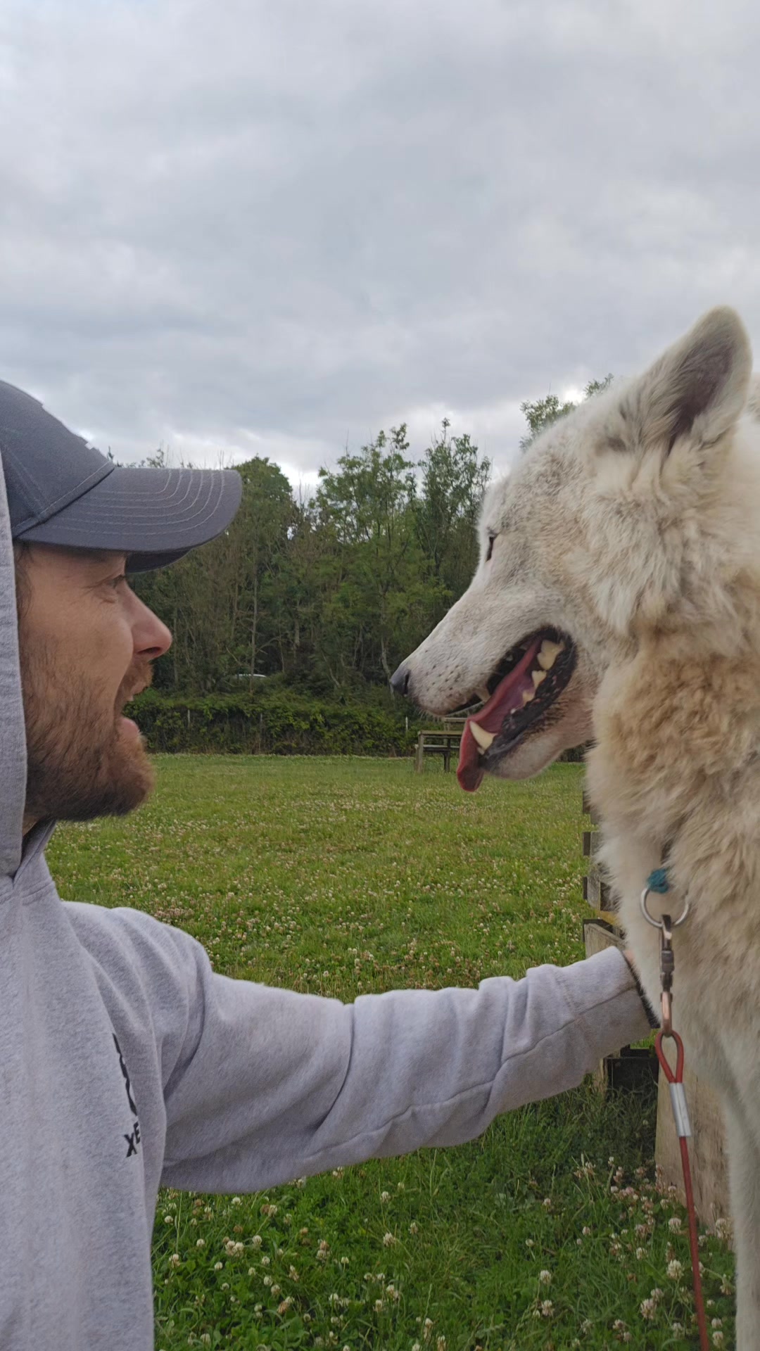 Sullyboy handsome and needs a hug he's such a good boy 🤍🐾🐺 #wolfdog # ...