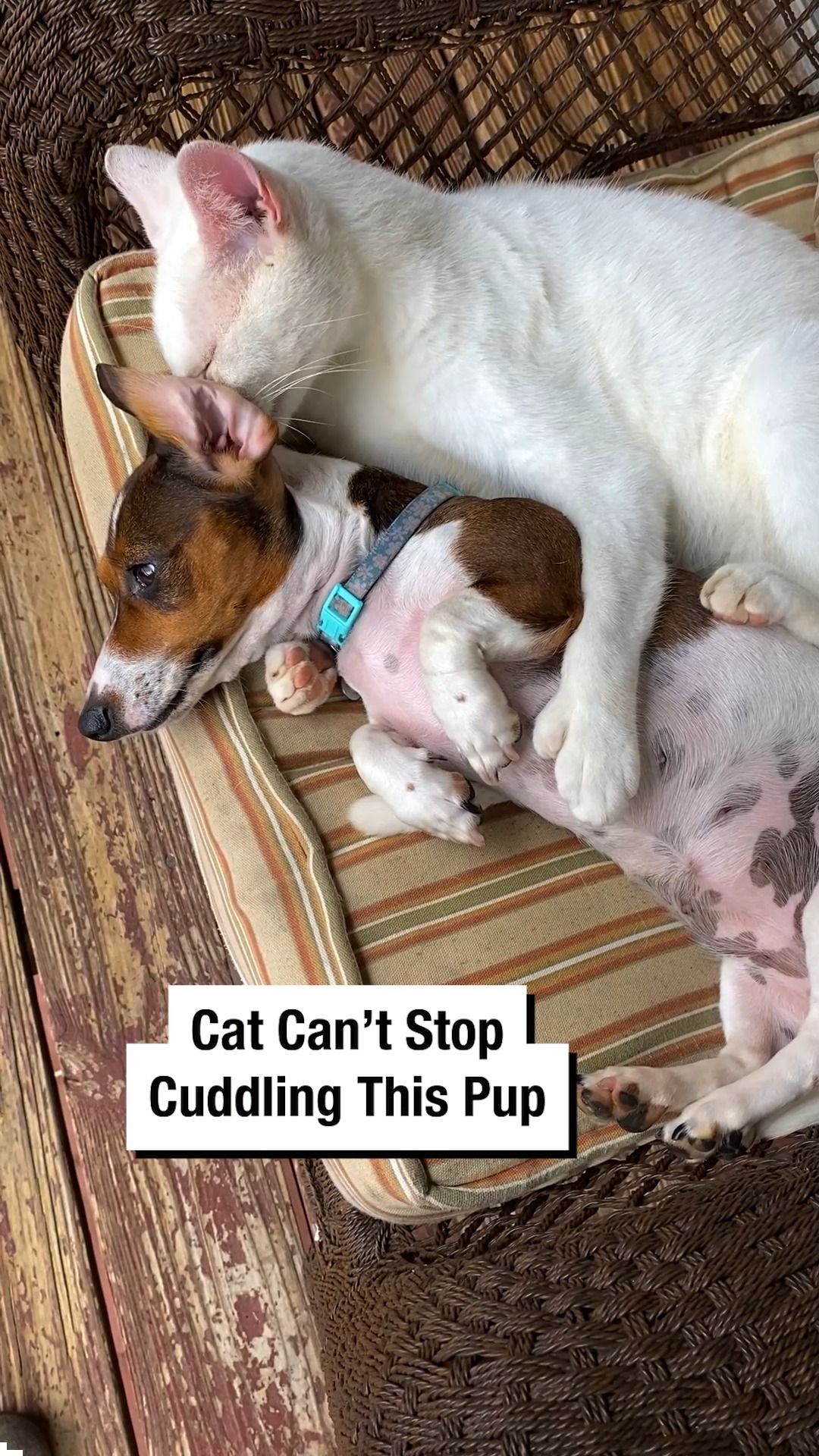 Cat Can’t Stop Cuddling This Pup | Wrestling News | Facebook