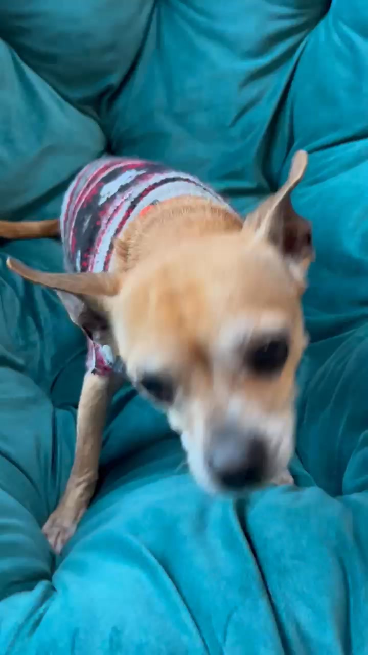 Smidget Rescue on Reels | Facebook