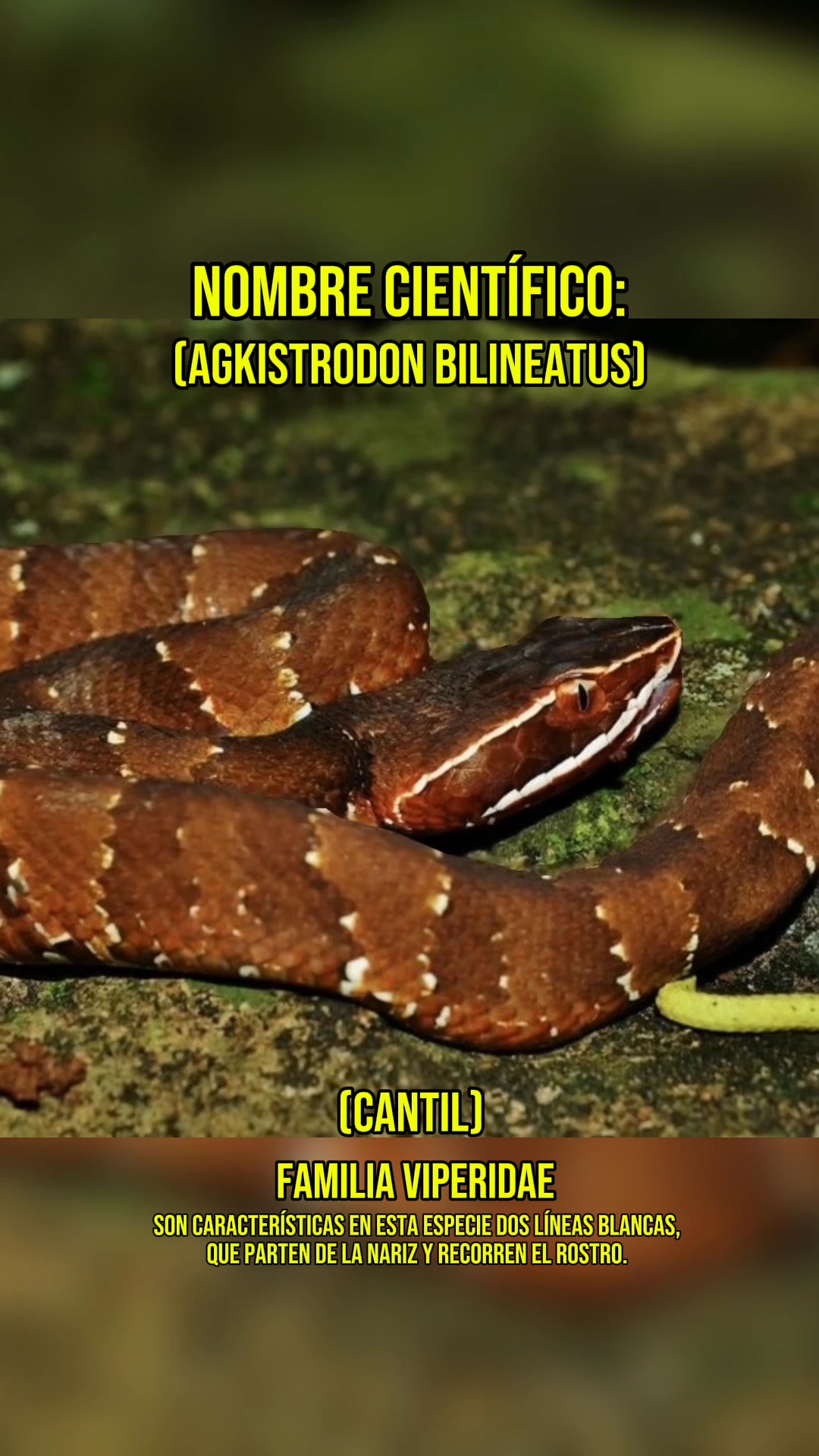 Agkistrodon bilineatus (cantil) 🐍 #nature #snake #adventure #newyear # ...