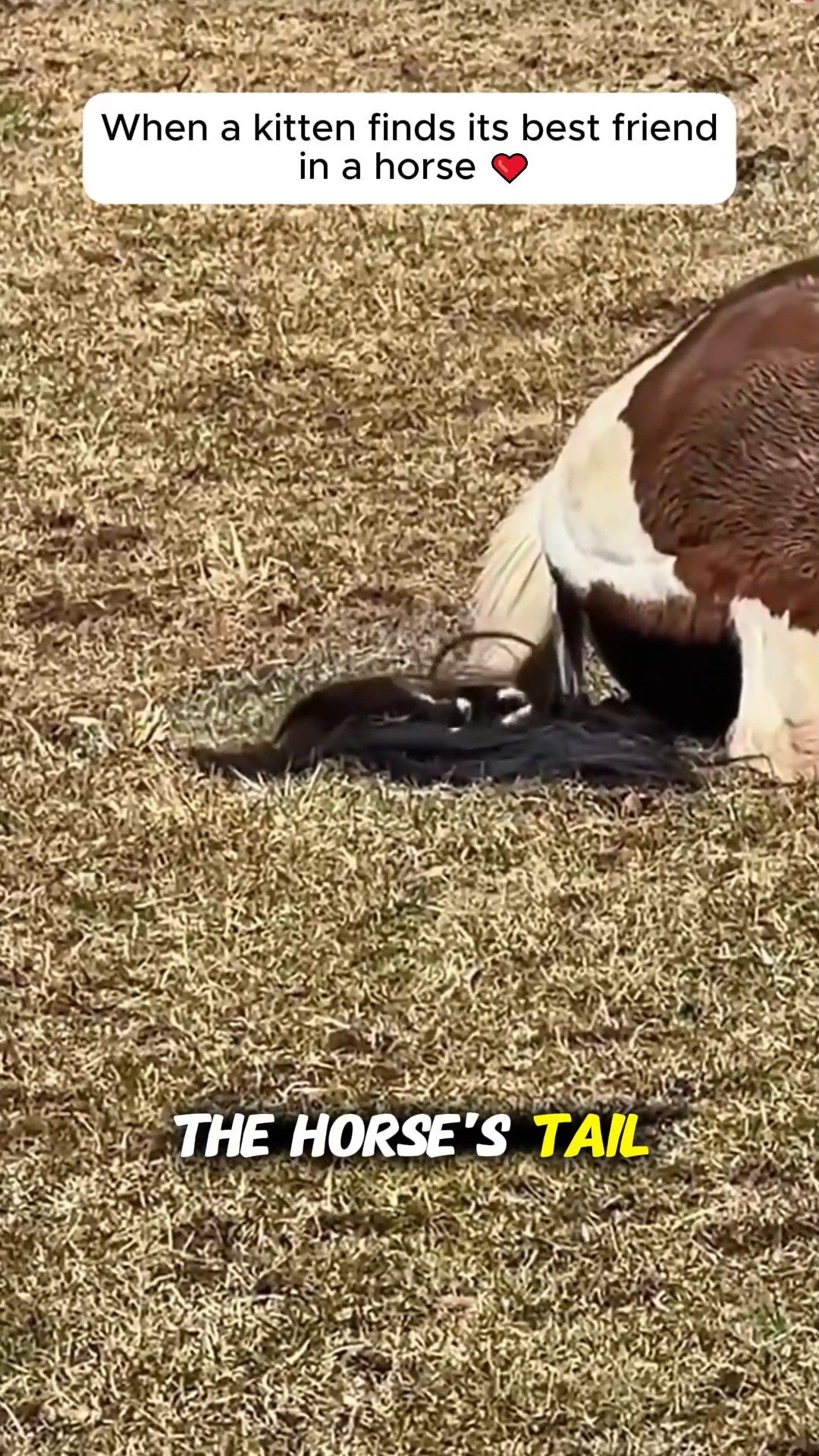 It was love at first sight”. Horse hangs out with cat 24/7