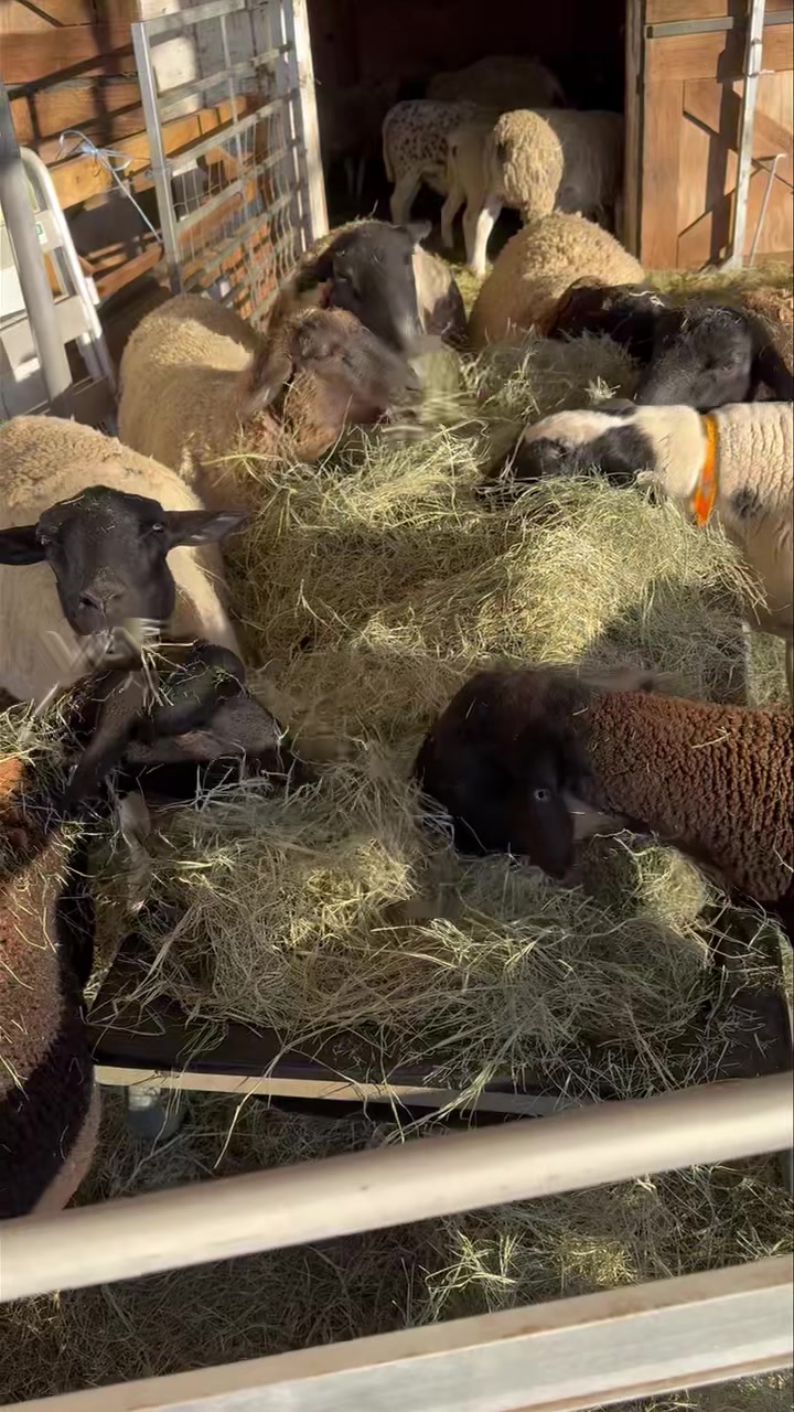 Watch with sound for your daily dose of sheep ASMR. Ladies love a good ...