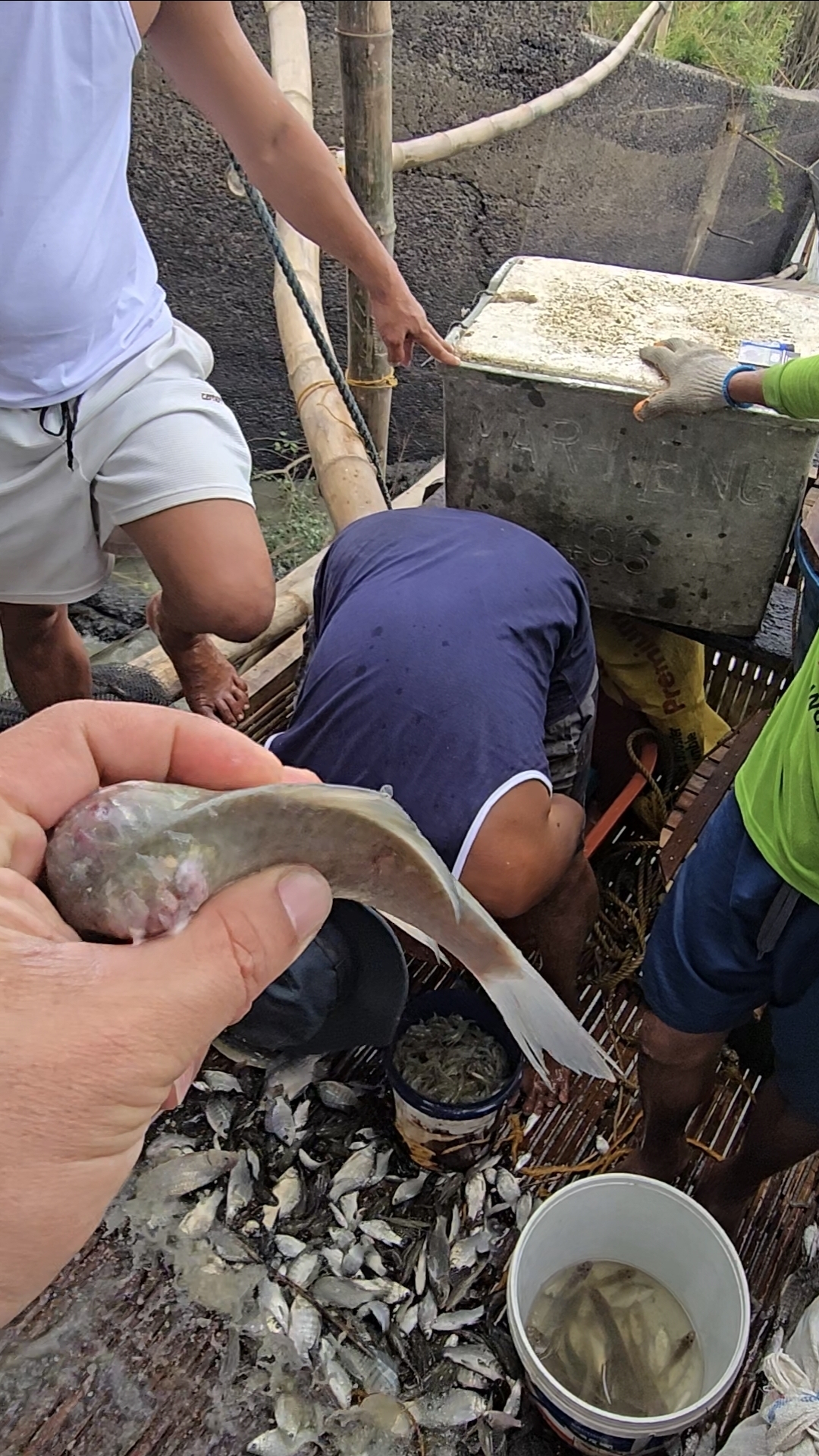 Pag angat ng isang harang sa salandra may kakaibang isda ang sumama ...