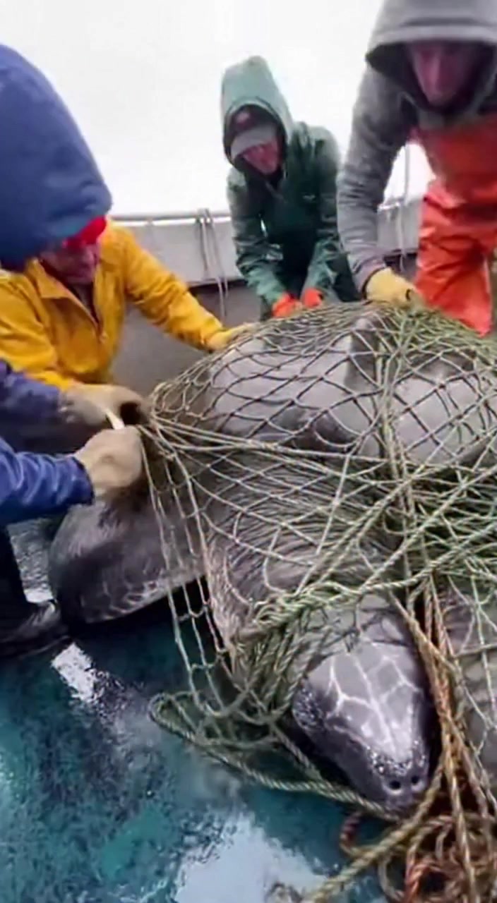 Teamwork Saves a Sea Turtle See how teamwork freed a turtle from ...