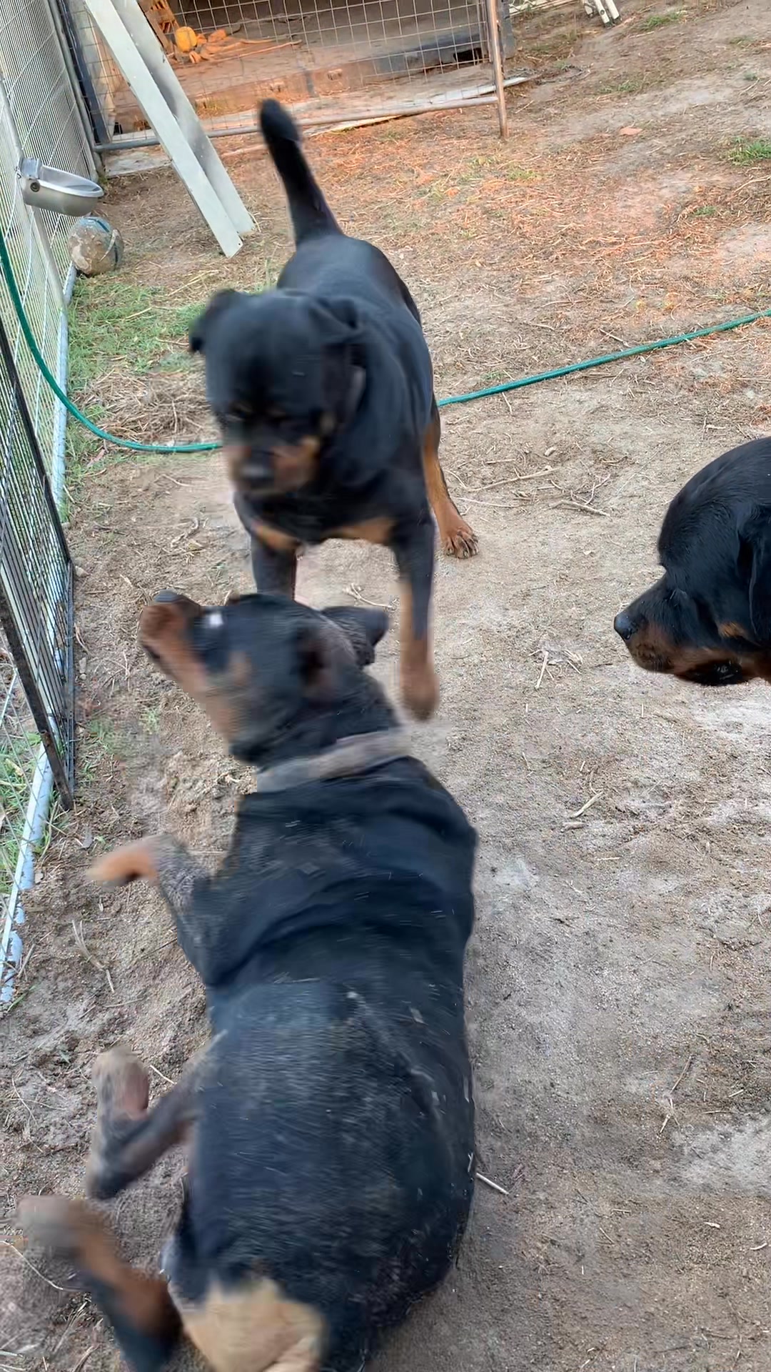 Xena our bi-polar bear 🤣 | Growler Rottweilers | Facebook