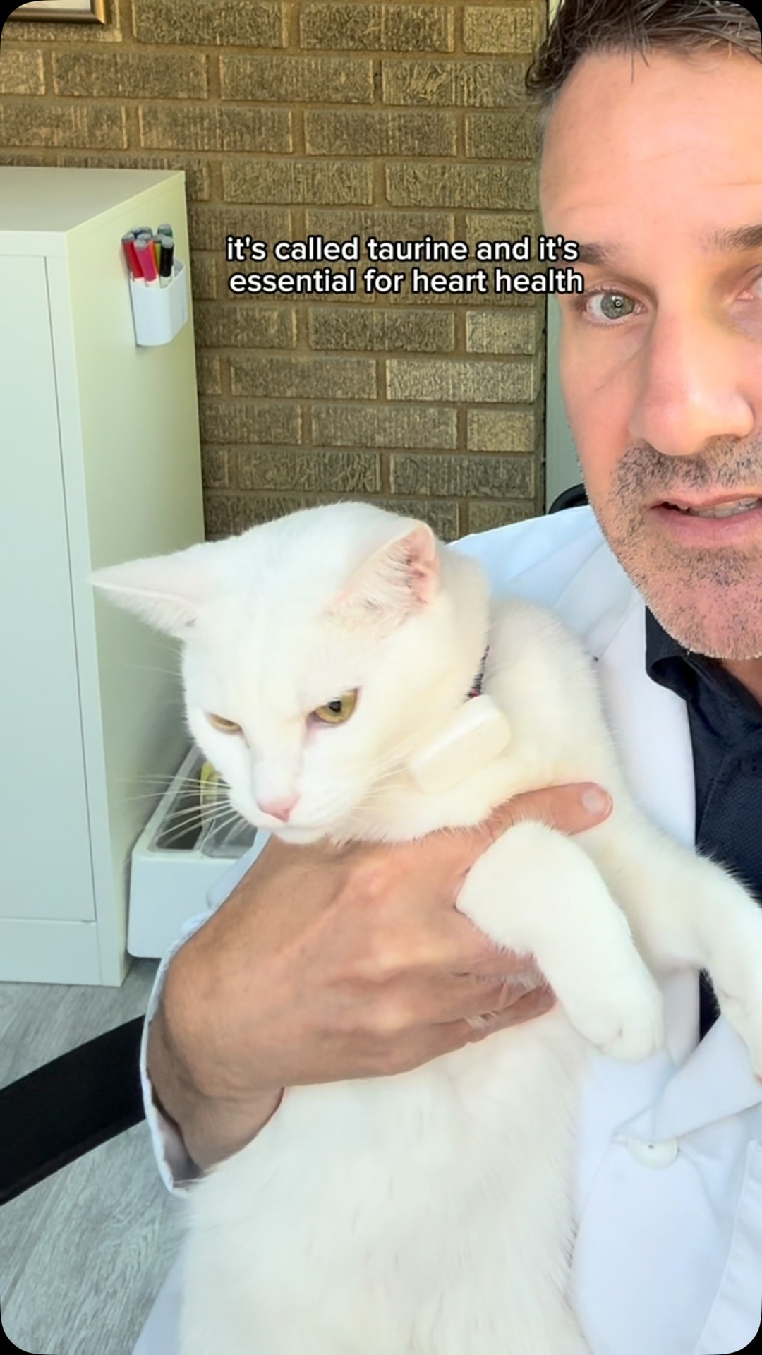 do cats make l carnitine Comment “Heart” to learn more. Taurine is an essential amino acid important for cardiac health. Unlike dogs, can’t enough of it on their own. Fera Pets cardiac support is vet created, 3rd Whipped Mugtree Vegan Pack steroid free cream pakistan Size:Mens 13